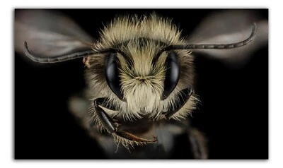 OSMIA LIGNARIA, Macro HEAD SHOT Photo Print (Borderless) Poster 19x13 in. - Image 1 of 2
