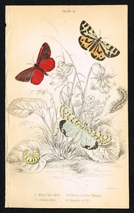 Wood Tiger & Cinnabar Moths with Caterpillar – Antique Hand-Colored Print 1836 - Picture 1 of 7