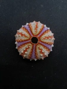 Large Coelopleurus granulatus deep sea urchin. 40mm Collectable sea shell #13743 - Picture 1 of 3