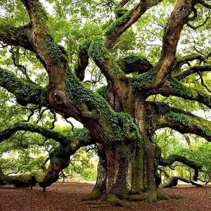 Southern Live Oak Tree Seeds (Quercus virginiana) Largest Evergreen Oak - Picture 1 of 1