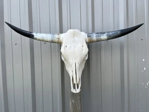 STEER SKULL 3 Feet 1 Inch WIDE Horns BULL HORN MOUNTED COW HEAD - Picture 1 of 6