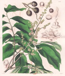 Nephelium Longan China Botanik flower botany engraving Kupferstich Curtis 4096 - Picture 1 of 1