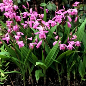 2 Bletilla striata Purple Freiland Orchidee Winterhart minus 20-25 Grad - A12 - Bild 1 von 4