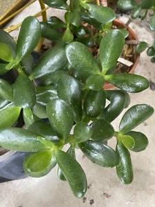 Jade Plant -Crassula Ovata Deep Green Bonsai Succulent 5 Fresh Cuttings - Picture 1 of 7