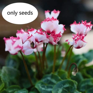 10 Mix Cyclamen Seeds Sowbread Seed Bonsai Garden Flower - Picture 1 of 6