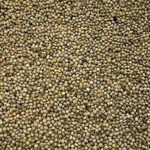 Whole White Millet for Mushroom Spawn - Picture 1 of 4