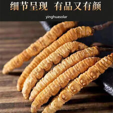 2g Tibet Wild Cordyceps Sinensis Aweto Caterpillar Fungus Yarsagumba 西藏野生高品质冬虫夏草