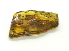10+ Insects Inclusion Fossil in Natural Baltic Amber piece with insect 12g #7072
