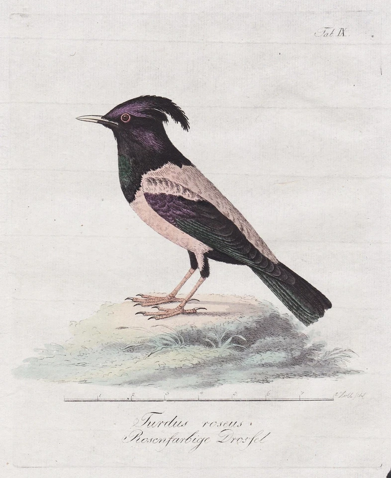 Rosy starling Rosenstar birds Vögel bird Vogel Kupferstich engraving 1800 - Bild 1 von 1