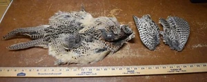 Lot 4, Hen Ringneck Pheasant in a Bag Feathers, Whole Bird, Wings Tail Skin - Picture 1 of 6