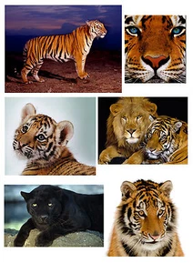 6 ADESIVI TIGRE PANTERA NERA WINDOW STICKERS FINESTRA TIGER VETRI LEONE LIONS - Picture 1 of 1