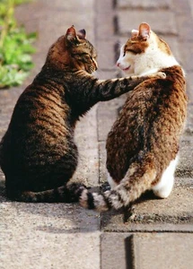 Süßes Tier JEDERZEIT Blanko Karte, zwei Katzen Hand auf Schulter von Avanti + Umschlag - Bild 1 von 5