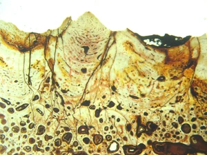 Fósil triásico sección delgada Koskinonodon anfibio cráneo ornamentación XL#3 - Imagen 1 de 5