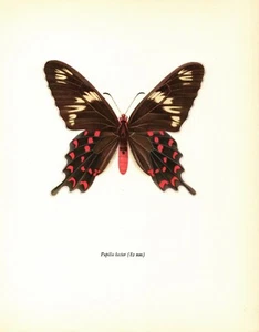 Galería de arte de impresión de mariposa cola de golondrina carmesí de colección arte de pared 4481-66 - Imagen 1 de 1