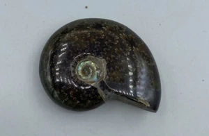 Fósil de amonita Madagascar 1 3/4 in Cristal Curativo Reiki Pulido JB13 - Imagen 1 de 4