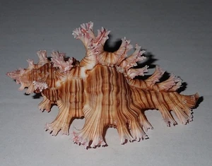 95 mm GREAT PATTERN Chicoreus Palmarosae Murex Seashell #AJ1 Surin Island Phuket - Picture 1 of 4