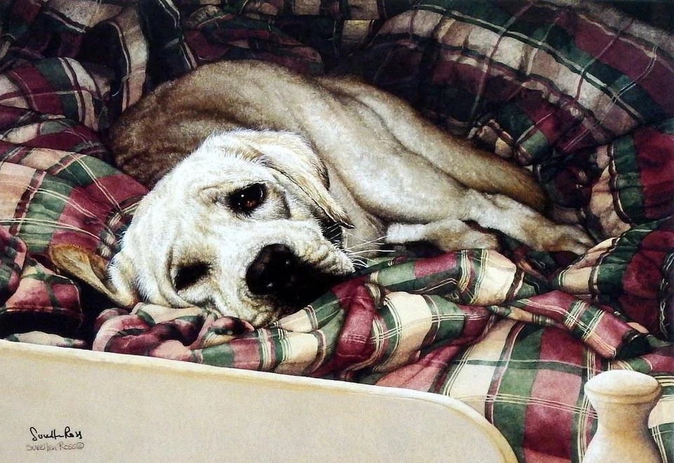 Sueellen Ross Bed Warmer Yellow Lab Signed Art Print 13 x 9 - Image 1 of 1