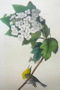 Audubon  1st ed Octavo    YELLOW THROATED VIREO OR GREENLET      1840 original
