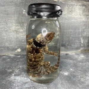 Specimen Wet Lizard to Tail Thorny, Cabinet Of Curiosities - Bild 1 von 9