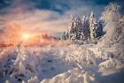 Bunte Winterszene im Bergwald. Tannen bedeckten Neuschnee am frostigen Morgen, d
