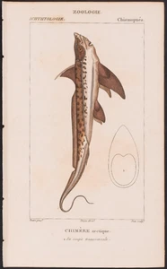 Turpin 1816 Antique hand-colored print: Chimaera  rabbitfish, sea life, fish - Picture 1 of 2