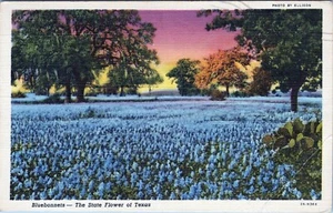 Postal de Bluebonnets State Flower Texas publicada en 1945 - Imagen 1 de 2