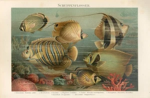 1895 TROPICAL FISH BUTTERFLYFISH REEF BANNERFISH CORALFISH Chromolithogr.Print - Picture 1 of 1