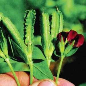 Pack Kings Seed 'Asparagus Pea' Vegetable Garden Seeds - Picture 1 of 2