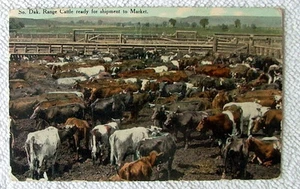 1910 POSTCARD RANGE CATTLE READY FOR SHIPMENT TO MARKET SOUTH DAKOTA #3362 - Picture 1 of 2