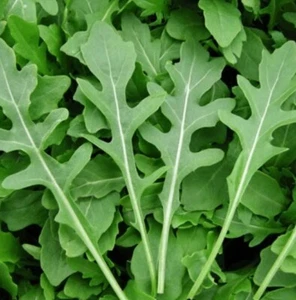 ROCKET ARUGULA Microgreens Garden Herb Salad COOL SEASON Spicy Non-GMO 500 Seeds - Picture 1 of 5