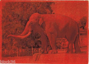 1961 Russian postcard ELEPHANT'S COLORED PHOTO - Foto 1 di 2
