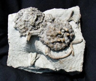 VERY NICE DOUBLE GILBERTSOCRINUS DISPANSUS CRINOID FOSSIL FROM CRAWFORDSVILLE! - Image 1 of 2