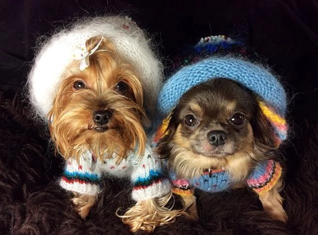 Yorkshire Terrier Hand Made Dog Sweater Clothing Deluxe Size Small Easter Motif - Image 1 of 1