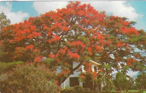 Vintage Florida Chrome Postcard Royal Poinciana Tree in Full Bloom Residential - Picture 1 of 2