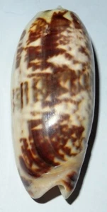 Oliva miniacea johnsoni - OLIVIDAE - Philippines Sea Shell - 74mm F++ #7706 - Bild 1 von 2