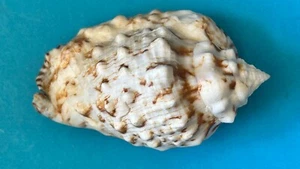 SEASHELL STROMBUS PIPUS F+++ 60mm ( WA FORM) - Picture 1 of 11