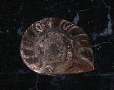 Ammonite Fossile Mezzo Taglio Ritrovamento Pietra Fosil Fossil Non Identificato 