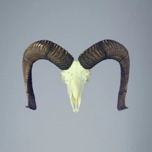872MU Trofeo de caza de muflon, carnero, urial 77-77cm C.24cm ES - Imagen 1 de 4