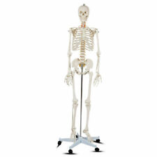70.8" Life-size Skeleton Model Medical School Human Anatomy  W/Rolling Stand