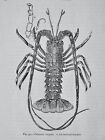 Ocean World Lobster Palinurus Vulgaris   Original Victorian Print Figuier C1891