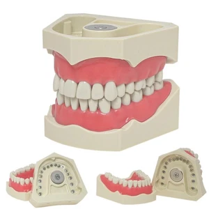For Columbia 860 Dental Teeth Model 32 Teeth Magnetic Model ADC Soft Gingivae - Picture 1 of 12