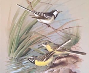 Plato de libro con impresión artística vintage de aves de cola de carro gris y albahaca Ede 12 - Imagen 1 de 3