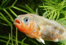 386843 Three-Spined Stickleback Fish WALL PRINT POSTER US