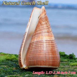 4-7CM Natural Conch Shells Sea Snails Fish Tank Landscape Seashells Crafts - Picture 1 of 12