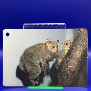 Animal Card Mammalian 4.25 x 2.75 Inch Made in Japan Japanese JP #20 - Picture 1 of 8