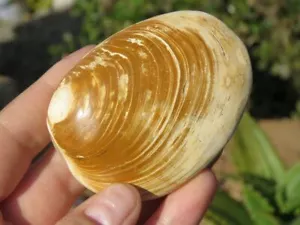 Especímenes bivalvos fósiles de trigonia pulidos X raros - Imagen 1 de 10
