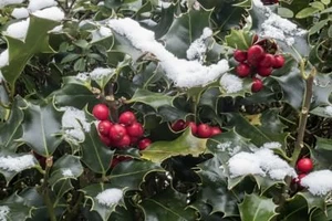 Ilex aquifolium - Stechpalme 40-60 cm, Ballenware - Bild 1 von 2