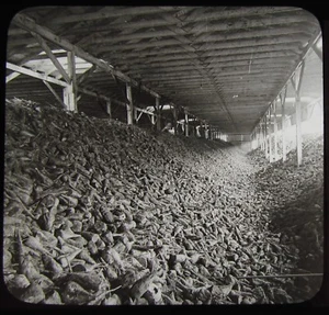Glass Magic Lantern Slide BEET SUGAR FACTORY ONTARIO C1910 HISTORIC PHOTO CANADA - Picture 1 of 2