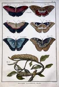 1794 Latreille; Handcol quarto copper engraving Butterflies Nimphes yeux - Picture 1 of 3