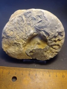 Ammoniti, ceratititi, fossili, pietrificazione, 9 cm, decorazione, giardino, terrario - Foto 1 di 3